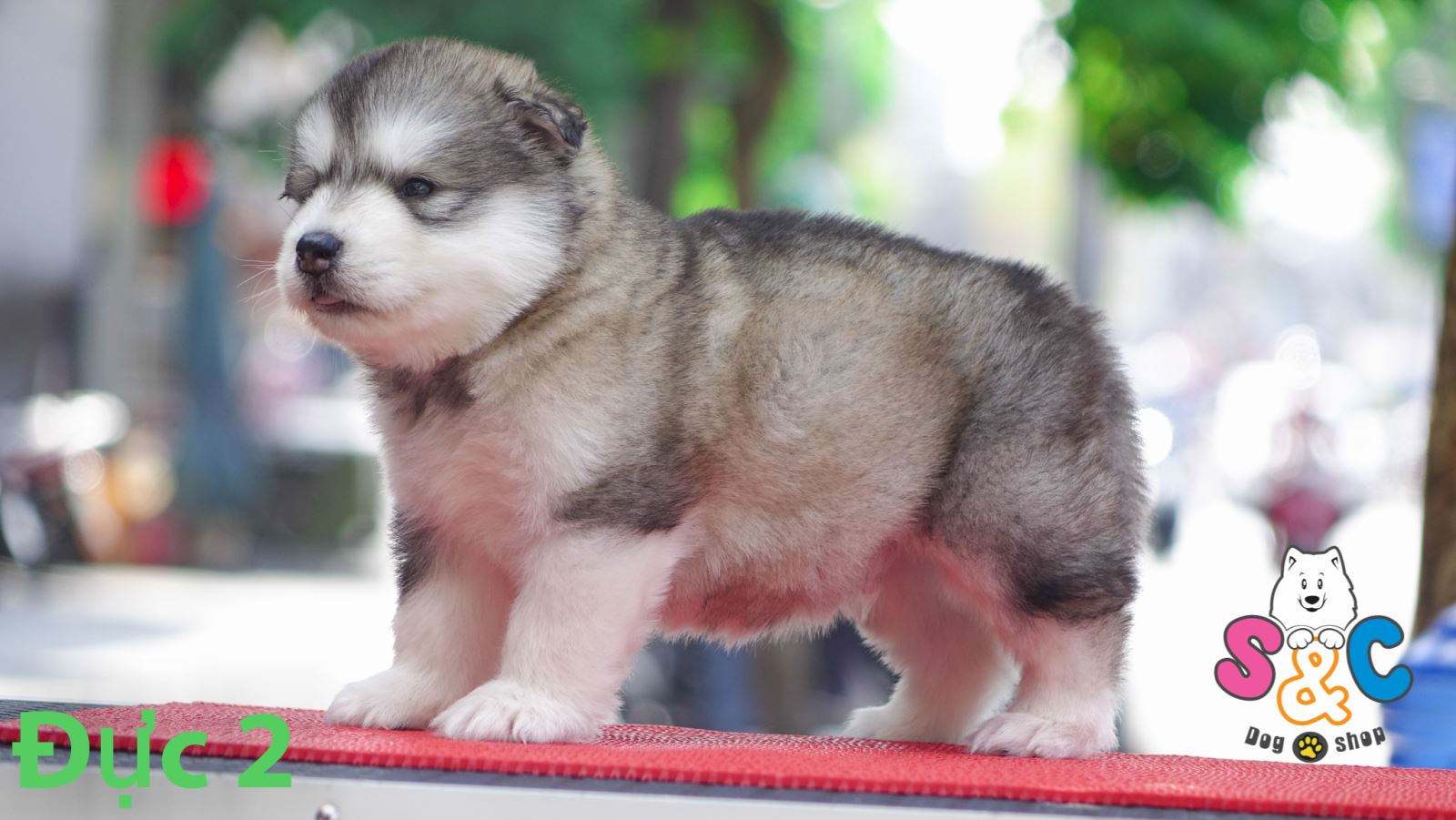 chó-alaska-chó-phốc-sóc
