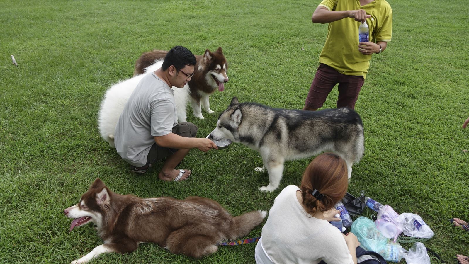 Chó Alaska ăn gì và không nên ăn gì?