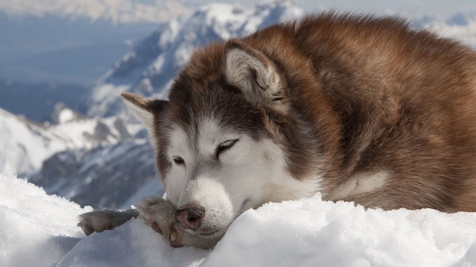 Tiết lộ địa chỉ bán chó Alaska uy tín, có bác sĩ đến tận nhà chăm sóc