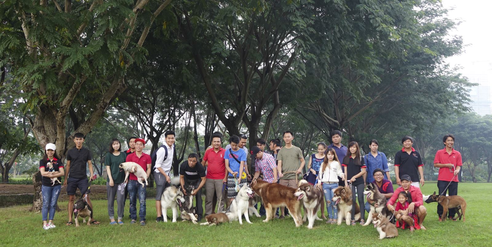 chó-alaska-chó-phốc-sóc