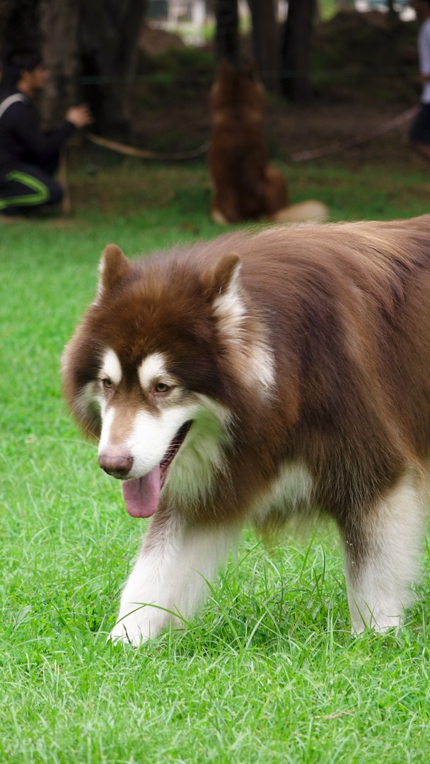 chăm-sóc-răng-cho-chó-alaska