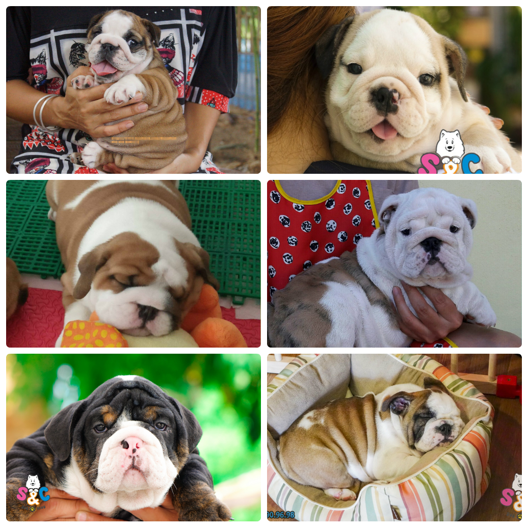 chó bulldog anh