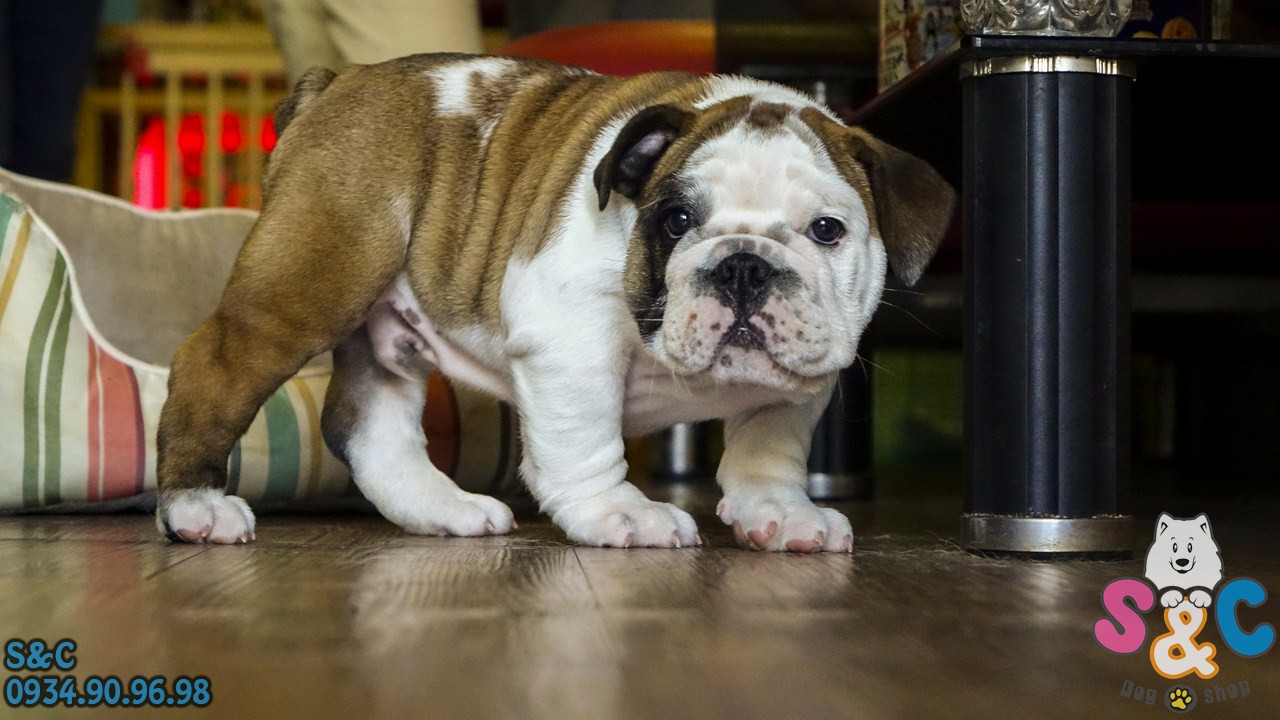 chó bulldog anh