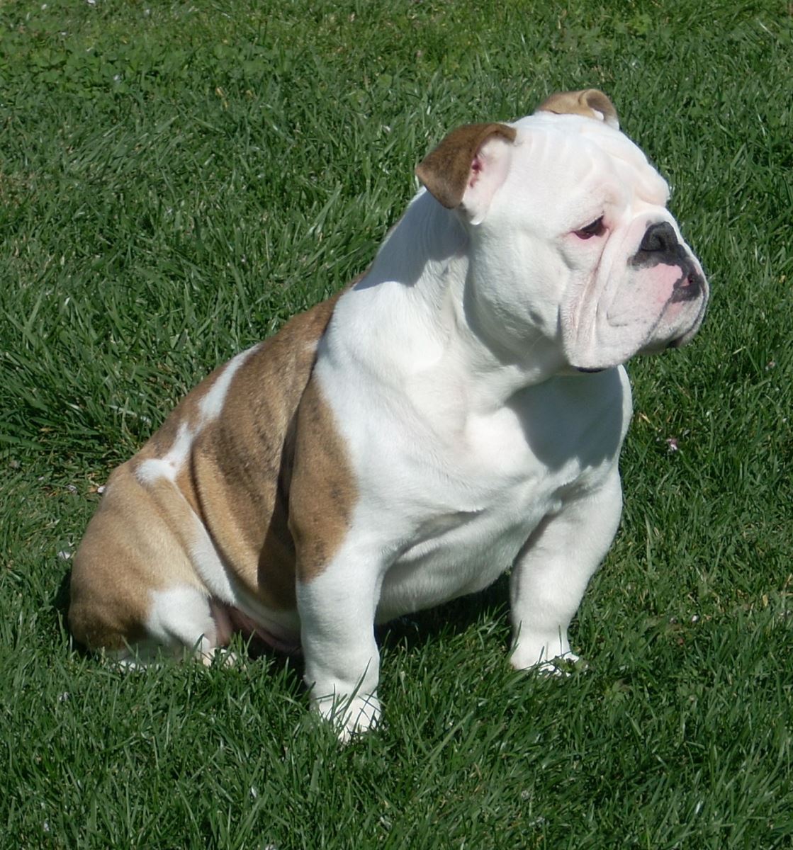 chó bulldog anh thuần chủng