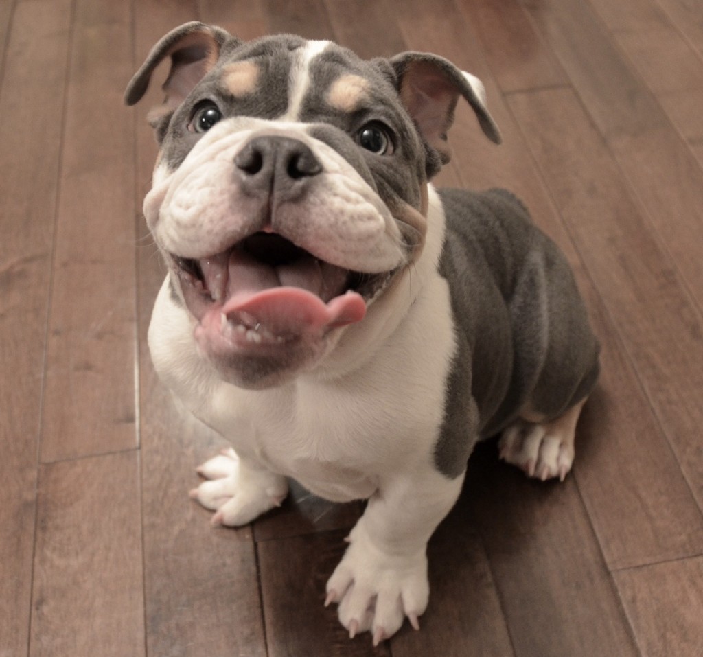 chó bulldog anh thuần chủng