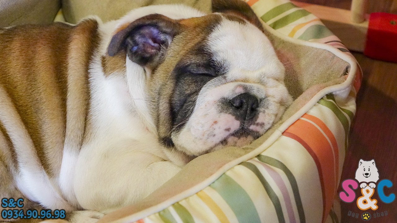 chó bulldog anh