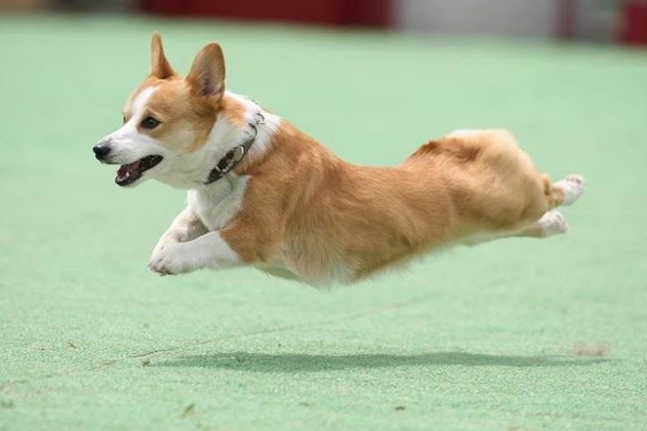 Chó corgi ăn gì