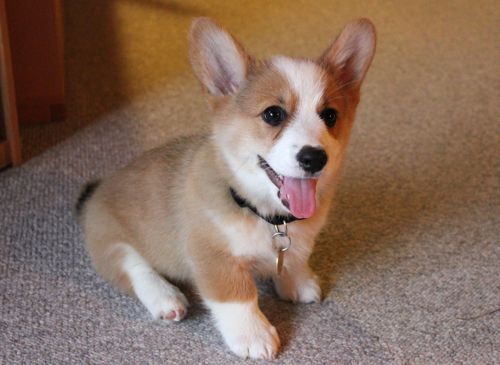 chó corgi ăn gì