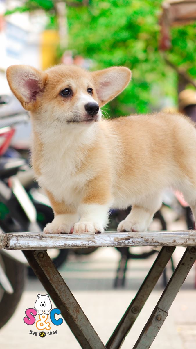 Những đặc điểm nổi bật của chó Corgi chân ngắn