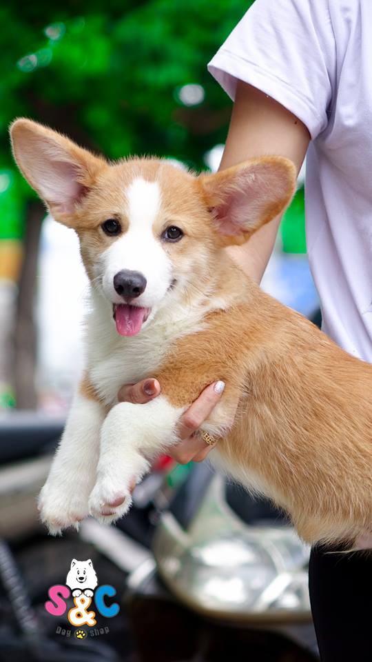 Chó Corgi giá bao nhiêu