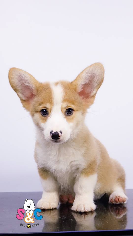 Chó Corgi giá bao nhiêu