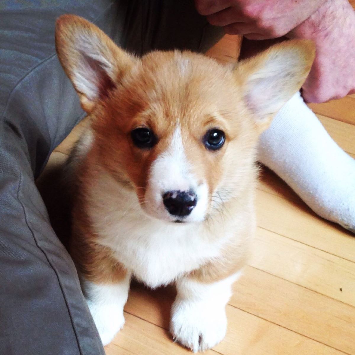 Chó Corgi kém chất lượng