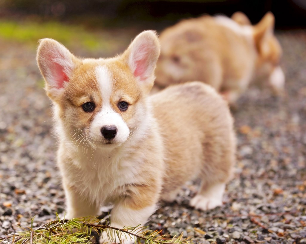 Chó Corgi kém chất lượng
