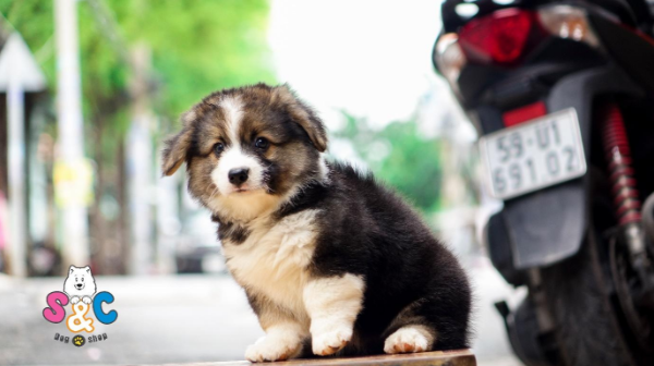 Cách chăm sóc chó Corgi cái trước và sau khi sinh