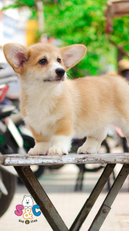 Cách chăm sóc chó Corgi cái trước và sau khi sinh