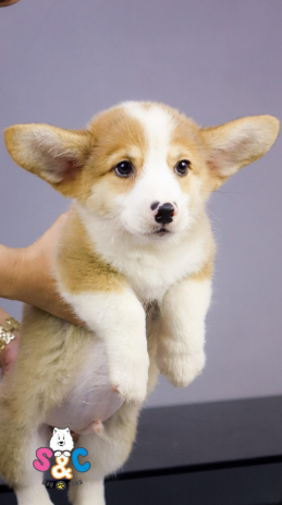 Cách chăm sóc chó Corgi cái trước và sau khi sinh