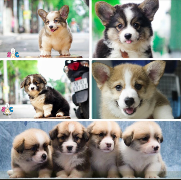 Chó Corgi thích ăn gì? Bí quyết chăm sóc chó Corgi
