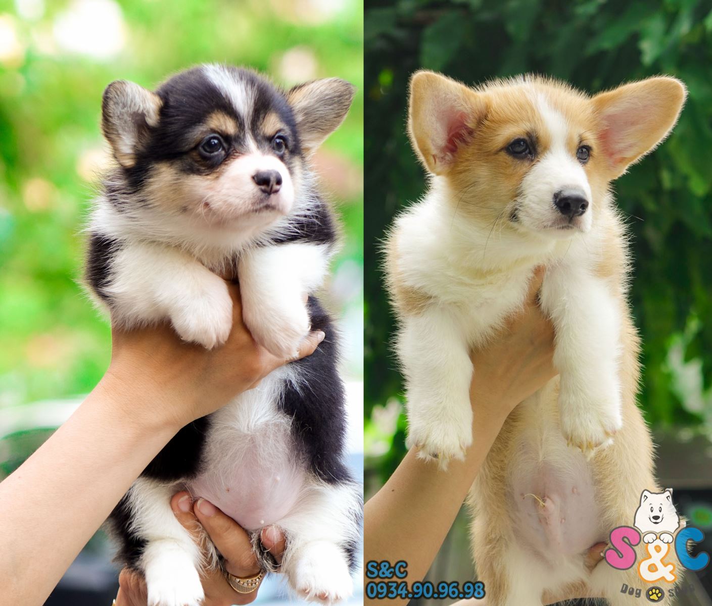 Chế độ ăn khoa học để chó Corgi khỏe mạnh