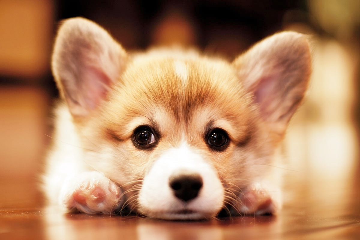 5 Dấu hiệu chứng minh bạn đang mua chó corgi ở nơi uy tín