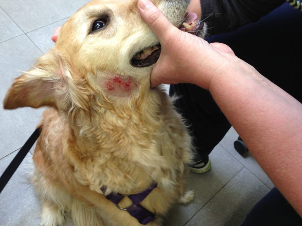 Các bệnh thường gặp ở chó Golden Retriever