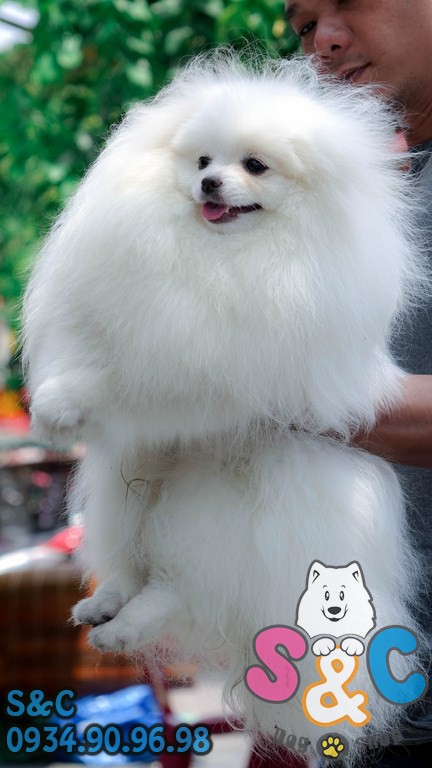 chó-phốc-sóc-chó-alaska