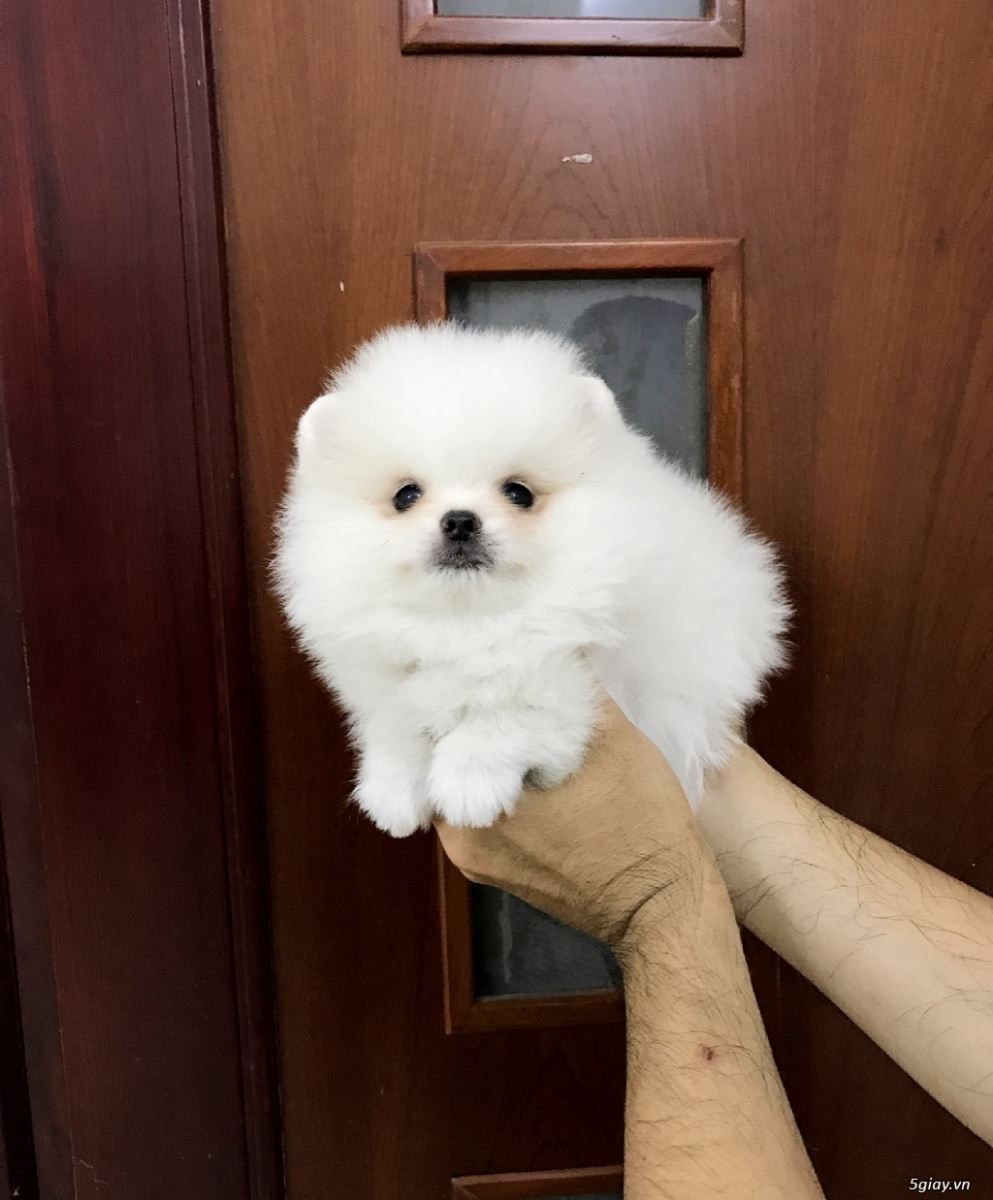 Chó Phốc Sóc thuần chủng giá bao nhiêu? Địa chỉ bán chó uy tín