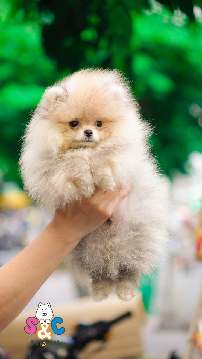 Vì sao chó Alaska, chó Phốc Sóc và những chú chó khác lại thích đuổi theo chiếc đuôi của chúng?