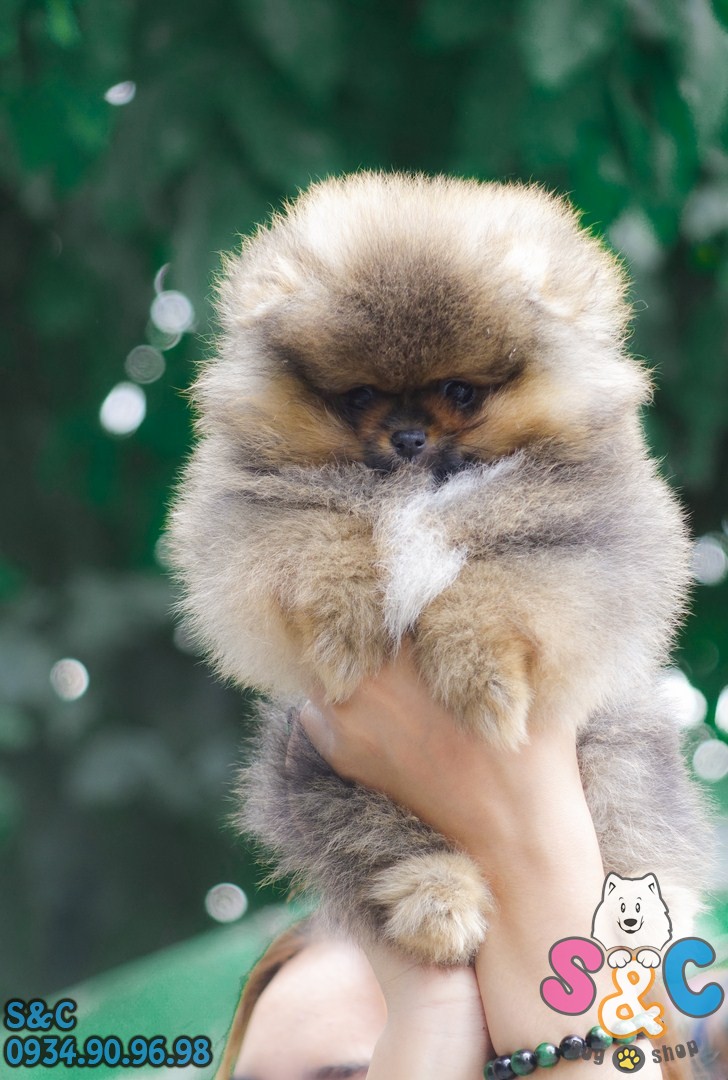 chăm-sóc-chó-phốc-sóc-chó-pom-bị-sợ-hãi