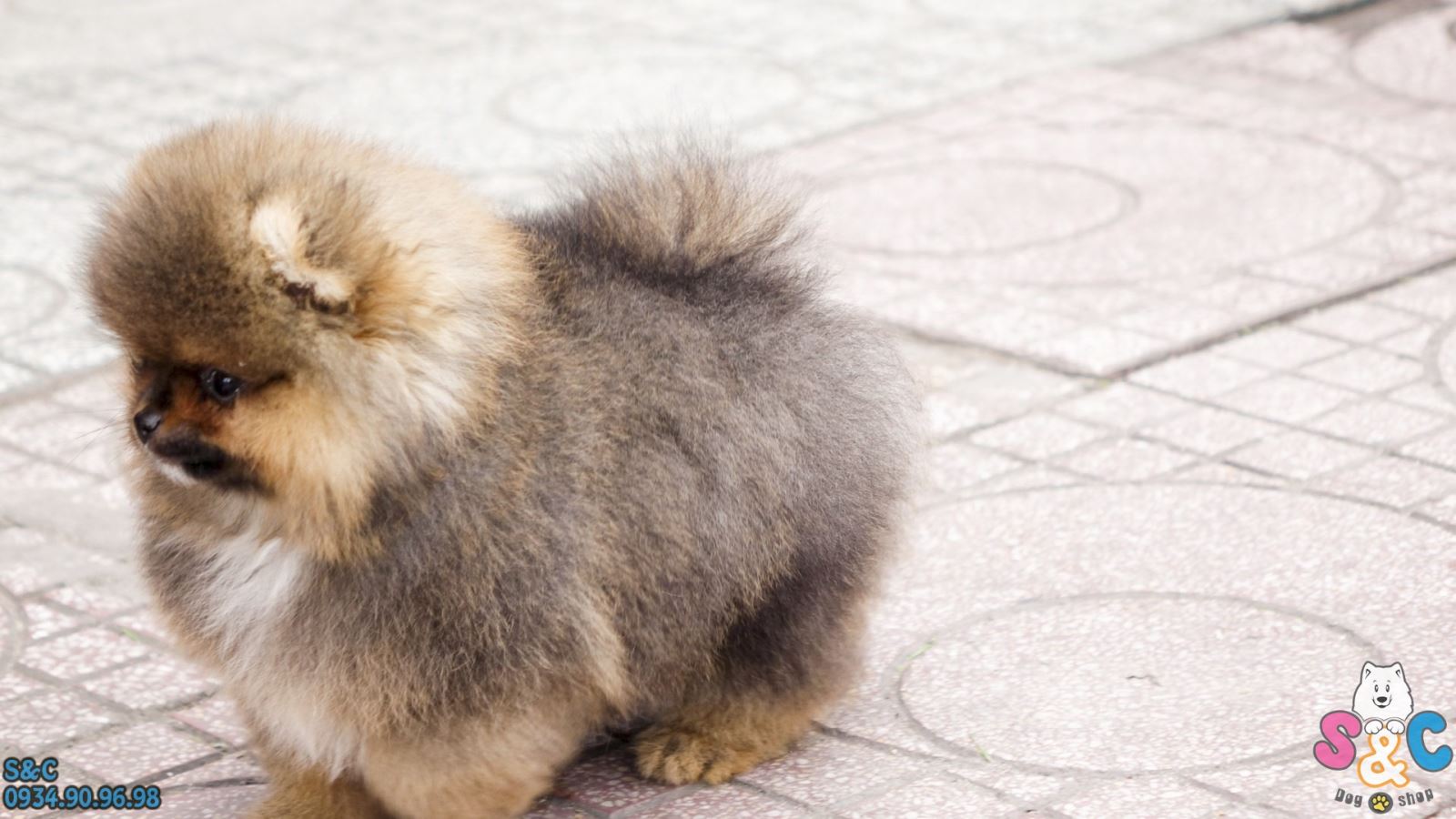 chăm-sóc-chó-phốc-sóc-chó-pom-bị-sợ-hãi