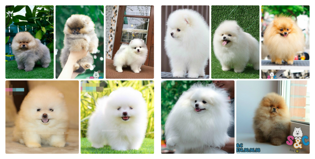 chăm-sóc-chó-phốc-sóc-chó-pom-bị-sợ-hãi