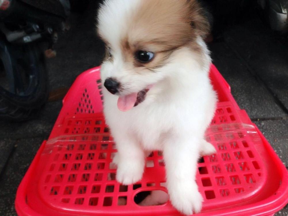 chó-phốc-sóc-lai-nhật