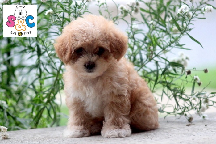 chó-phốc-sóc-lai-poodle