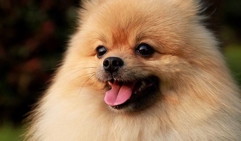 chăm-sóc-chó-Phốc-sóc-thay-lông