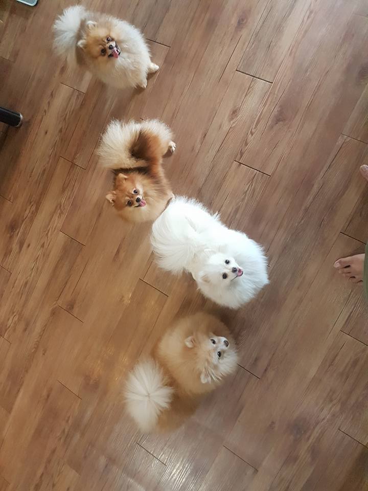 chăm-sóc-răng-cho-chó-phốc-sóc