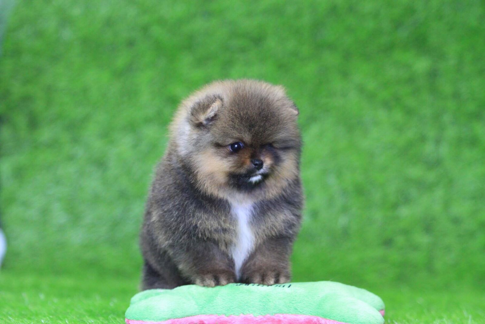 chó-alaska-chó-phốc-sóc