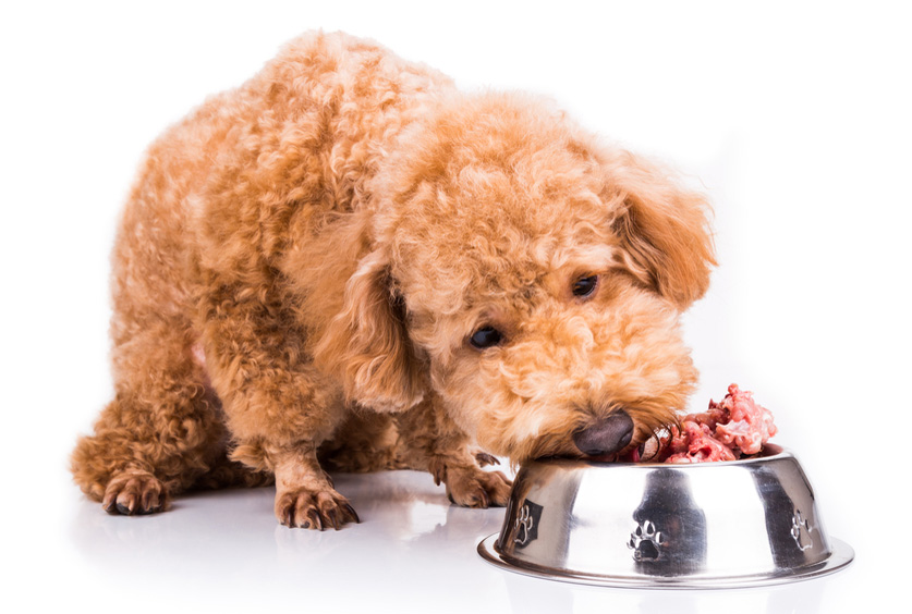 chó poodle biếng ăn