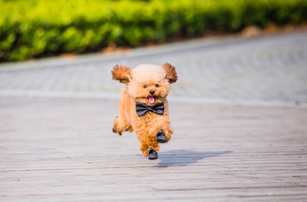 chó poodle biếng ăn