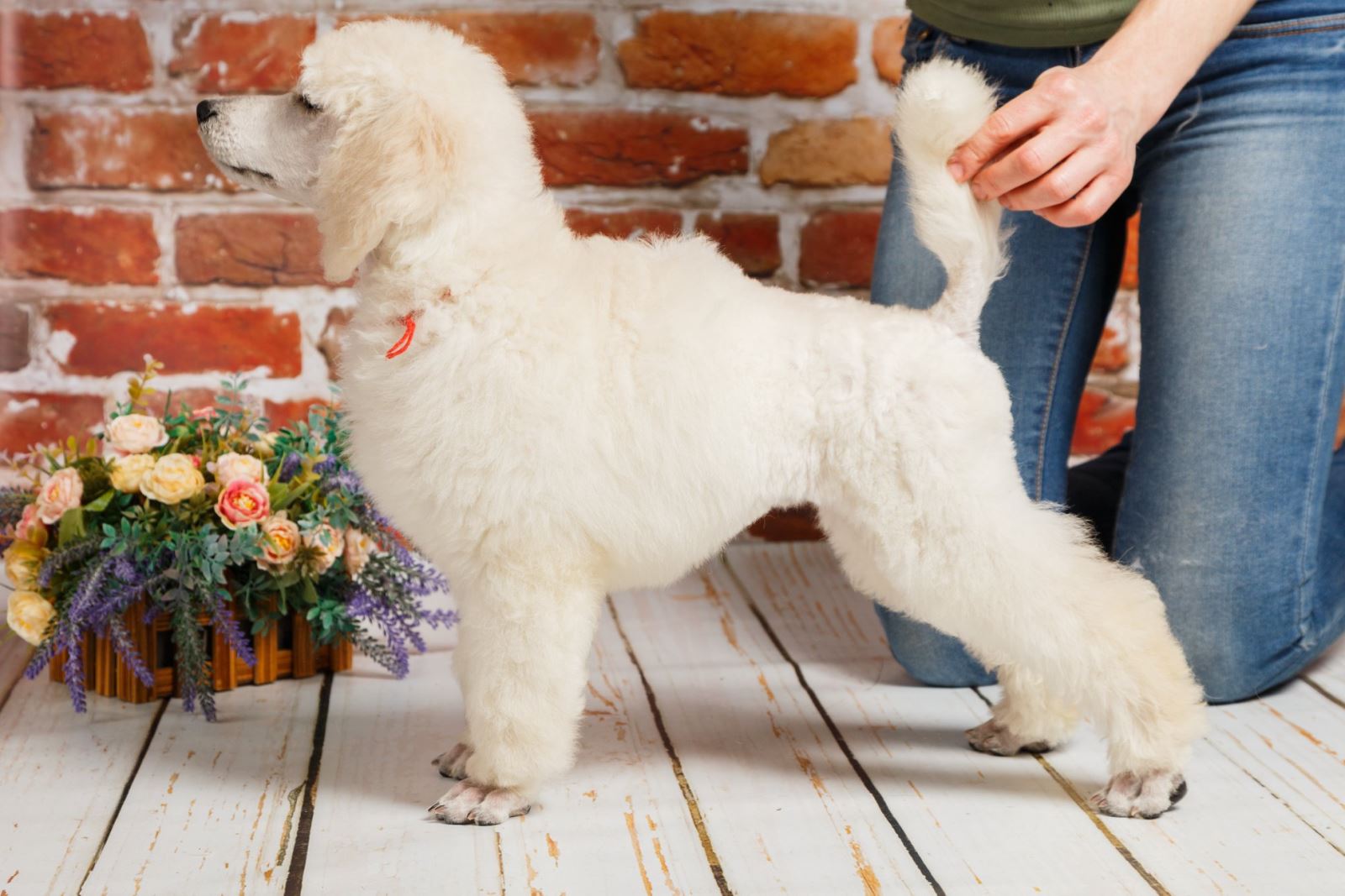 Chó Poodle giá rẻ tầm 1, 2 triệu có thật không?