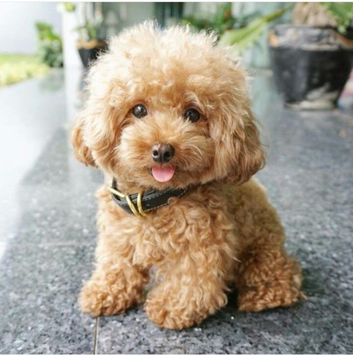 Chó Poolde thuần chủng từ 5-7 triệu