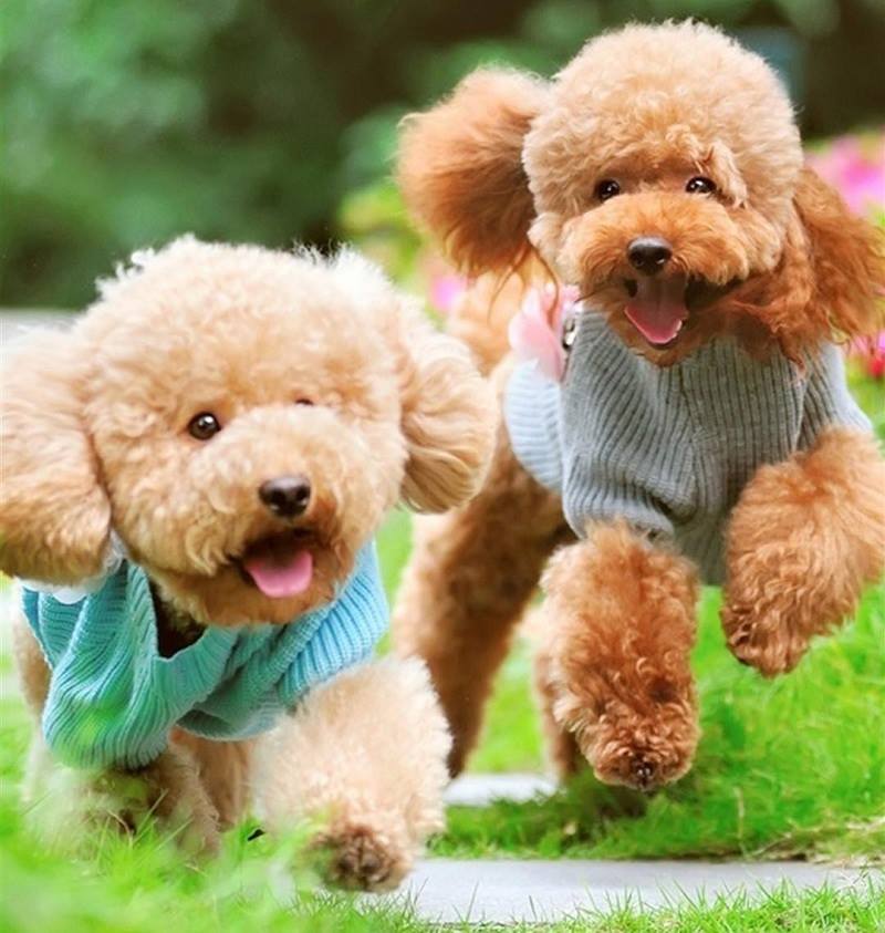 chó poodle thuần chủng giá bao nhiều