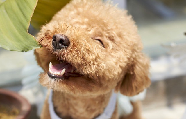 chó poodle thuần chủng giá bao nhiêu