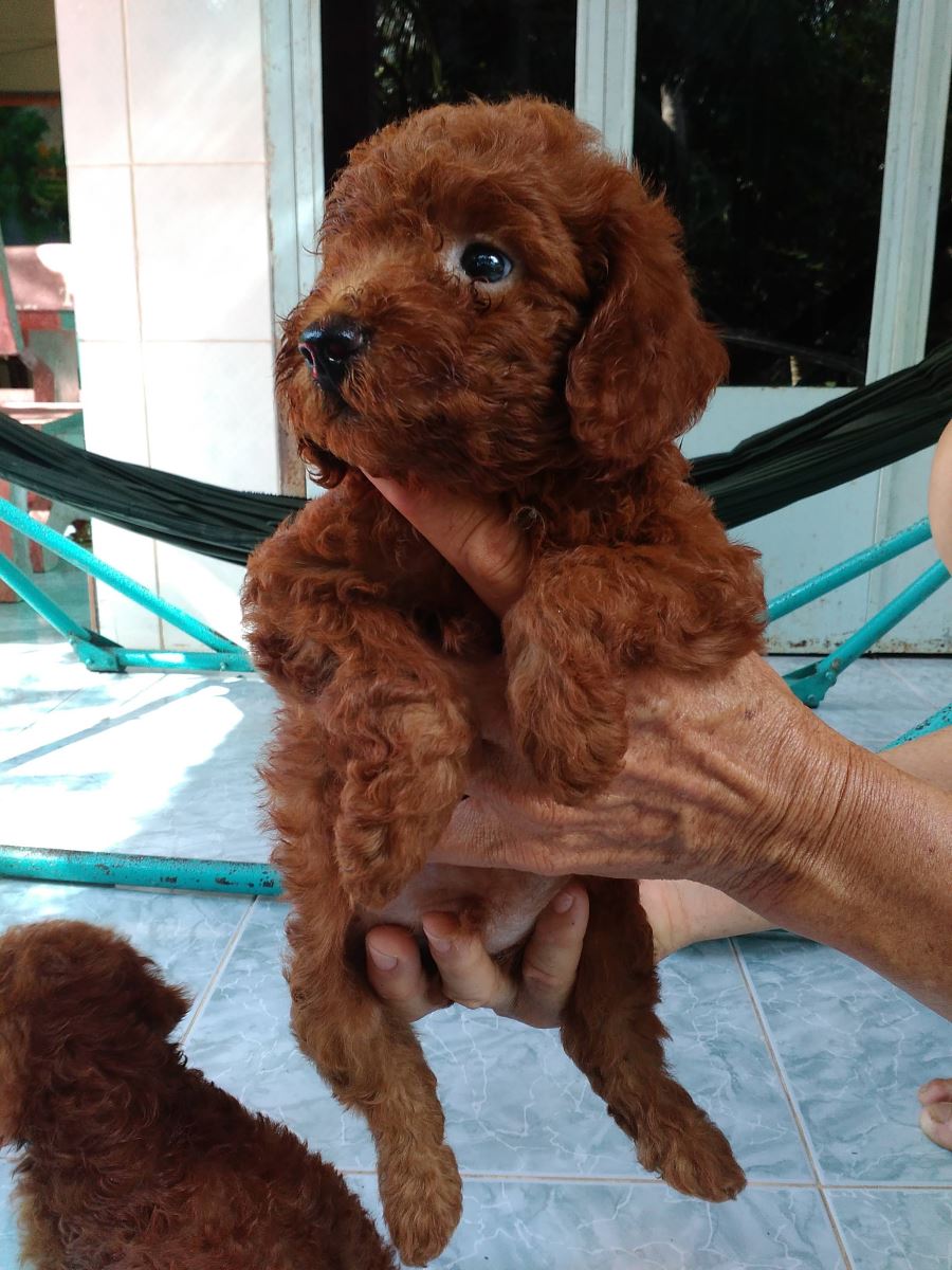 Cách chữa bệnh tiêu chảy ở chó Poodle hiệu quả tại nhà