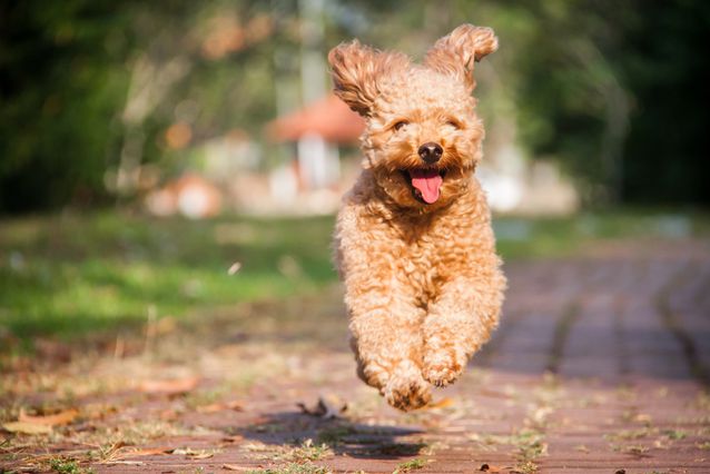 chó poodle thuần chủng giá bao nhiêu