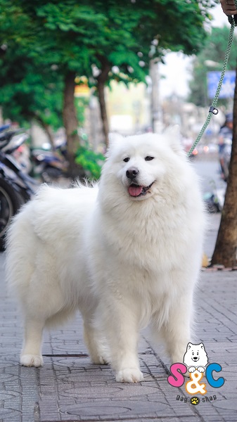 Nguyên nhân chó Samoyed bỏ ăn và cách chăm sóc