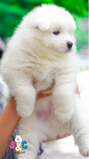 Những chú chó samoyed kéo xe vùng Seiberia