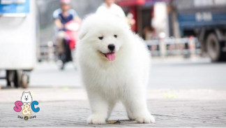 Những chú chó samoyed kéo xe vùng Seiberia