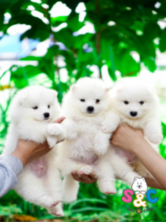 Những điều đặc biệt về chó samoyed màu trắng