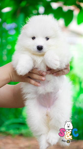 Cách chăm sóc chó Samoyed mới sinh
