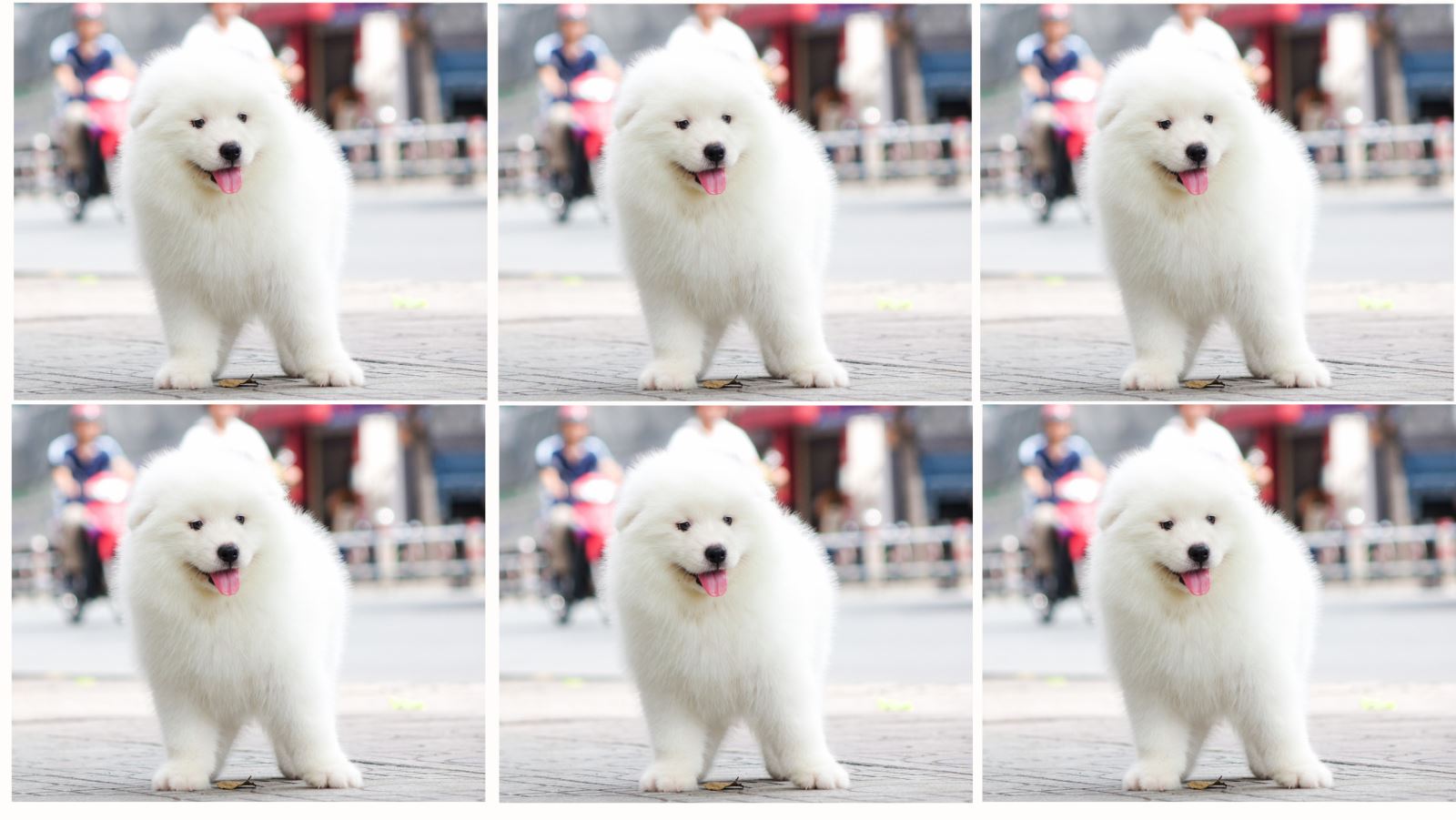 Chó Samoyed mua ở đâu uy tín TPHCM