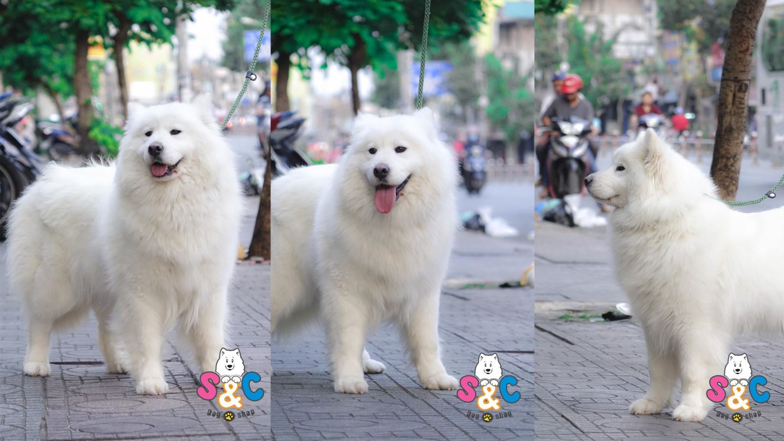 Chó Samoyed mua ở đâu uy tín TPHCM